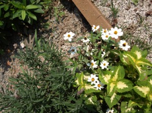 e6b0b8e794b0e6a798e38389e382a2efbc96